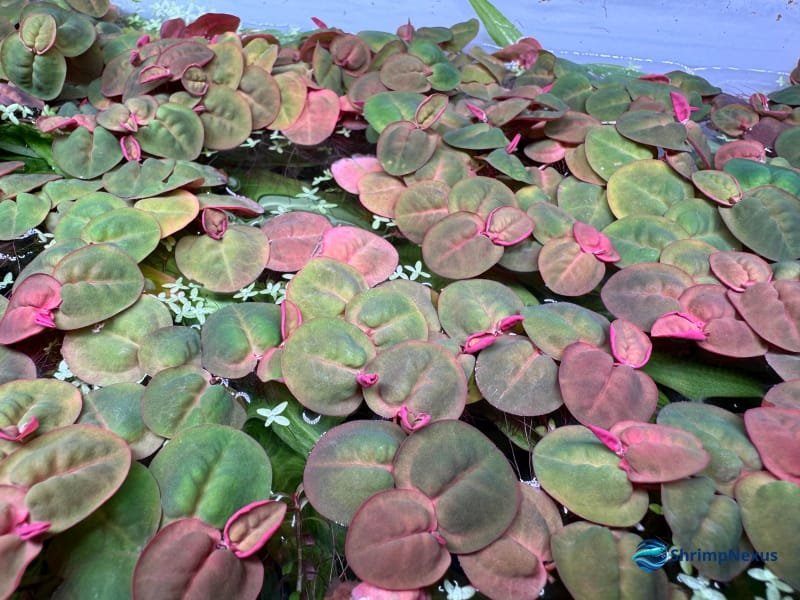 Red Root Floater (Phyllanthus fluitans), Plantas. Comprar em Portugal