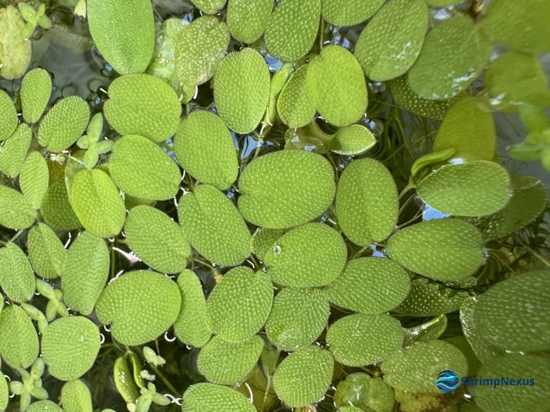 Salvinia minima (Salvinia minima), Plantas. Comprar em Portugal